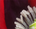 Mohn - Fotografie auf Alu-Dibond 75 x 50 cm – Bild 2