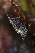 Altweibersommer No.I