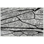 Bienenflügel IV, Linoldruck auf Papier, 52 × 78 cm