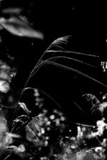 Altweibersommer No.II