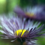 Makrofotografie blauer Herbstastern