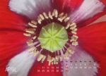 April, Mohn