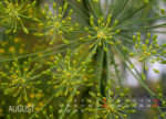 August, Dill