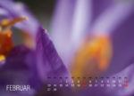 Februar, Krokus