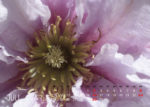 Juli, Clematis