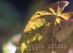 November, Johannisbeerblatt