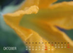 Oktober, Zuccini