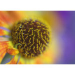 Sonnenbraut - Fotografie als Leinwanddruck 100 x 140 cm