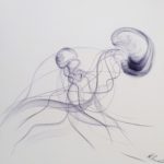 Quallen jellyfish Medusen – Bild 5