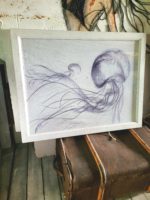 Quallen jellyfish Medusen