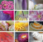 Eine Übersicht der Bilder des Tischkalenders von Helmut Neum,ann für 2025